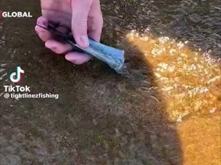 Kumsala uzananları plajdan kaçırtan tuhaf hayvan! Çektikçe böyle uzadı...