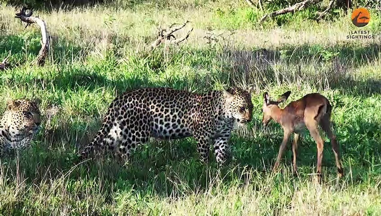 Buck Plays With A Leopard