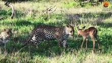 Buck Plays With A Leopard