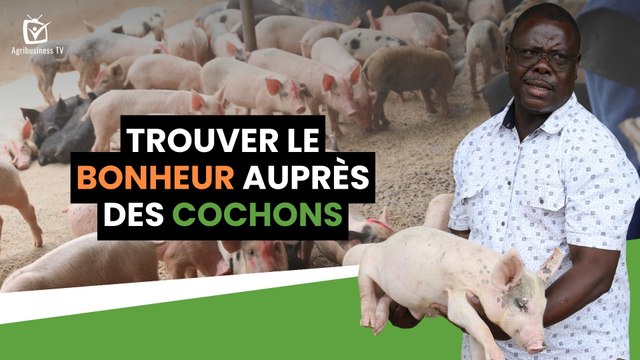 Burkina Faso : Trouver le bonheur auprès des cochons