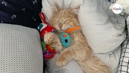 Le chaton ne fait rien comme les autres, ils ont un doute et découvrent son secret bien caché (vidéo)