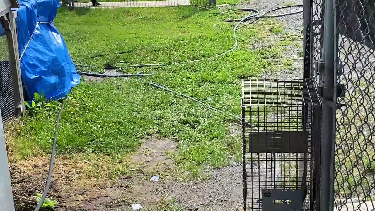 Enclos pour chiens extérieur