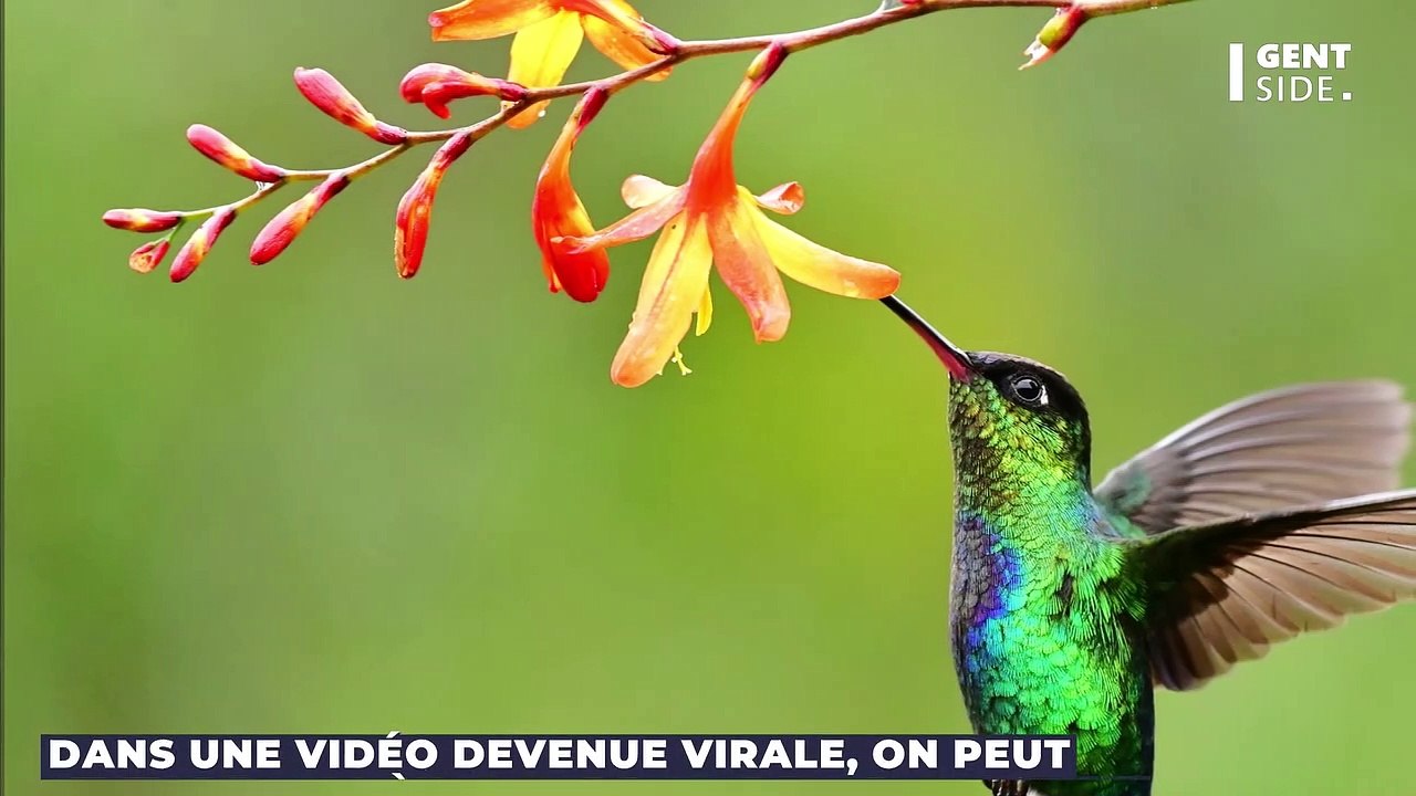 Une mante religieuse capture et dévore un colibri, la vidéo est effrayante