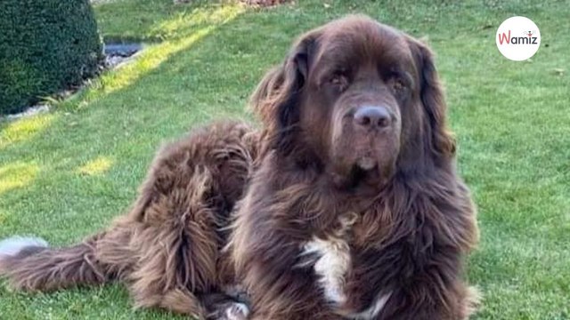 Rongé par la solitude à cause de l'absence de ses maîtres, ce chien de race Terre-Neuve a besoin d'une autre vie