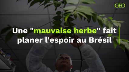 Une "mauvaise herbe" fait planer l'espoir au Brésil