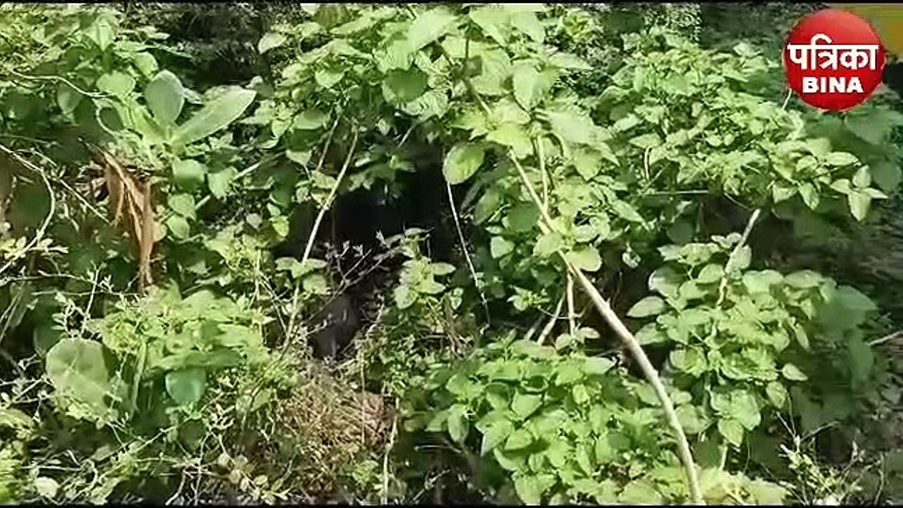 Dead body of youth found in bushes, FSL team called due to fear of murder