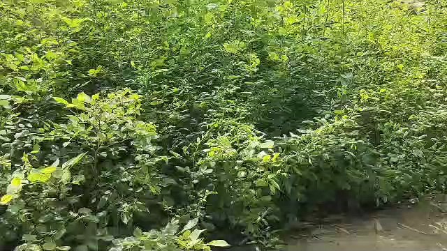 Plants will be available outside the forest areas in the tree scheme, the district will become green, the forest department has a target of 12.50 lakh plants this year