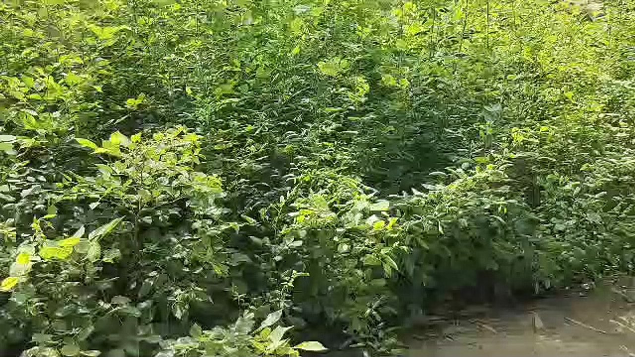 Plants will be available outside the forest areas in the tree scheme, the district will become green, the forest department has a target of 12.50 lakh plants this year