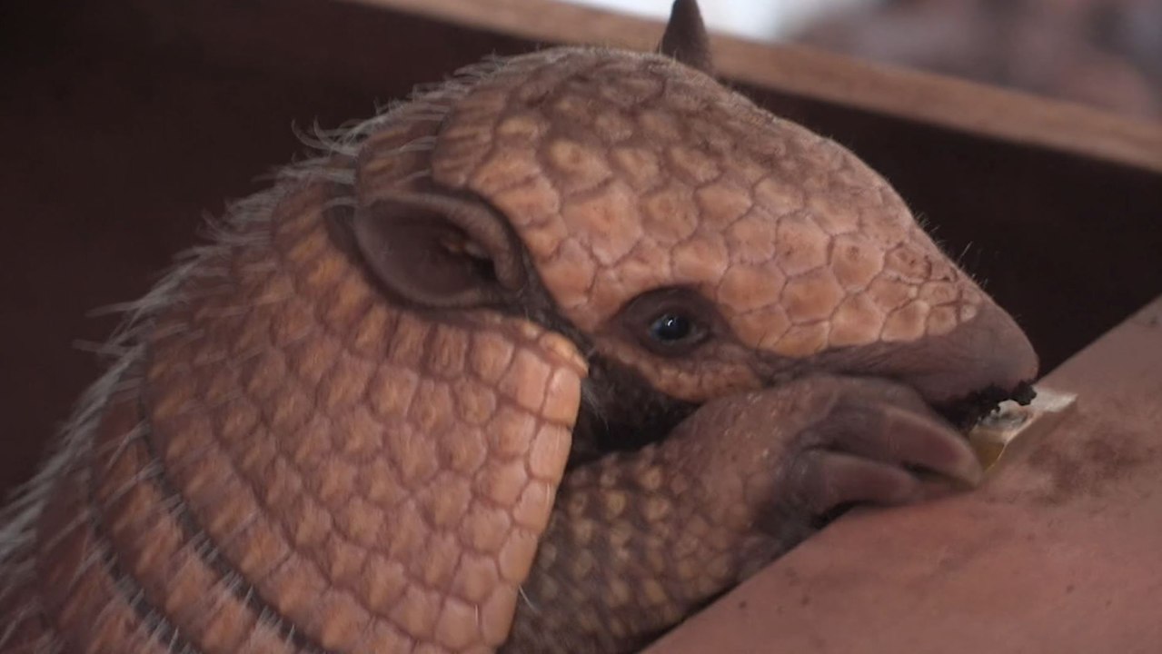 Rare baby Armadillo born at White Post Farm