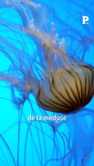 LPHD 2657 : Uriner sur une piqûre de méduse soulage-t-il vraiment la douleur ?