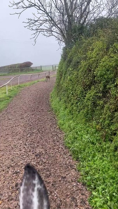 Racing Alongside the Deer