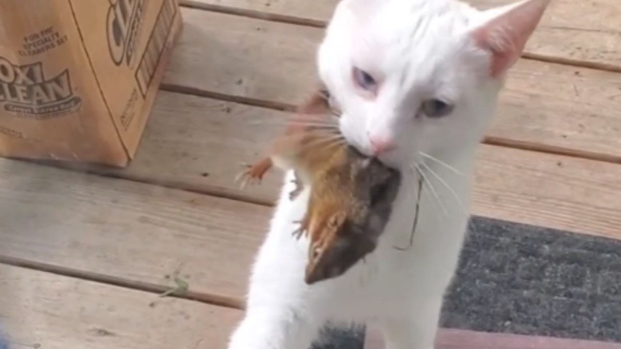Man loses faith in 'Happy Endings' after his chipmunk rescue mission has a CAT-astrophic ending