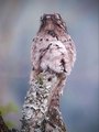 Potoo Bird Family Camouflage With Tree