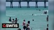 Shocking moment a shark swam among beachgoers in Florida