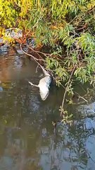 Video: ¡Impresionante! Pescadores captan a pirañas devorando un caimán en el río