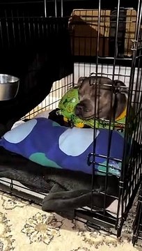 Loudly Snoring Dog Irritates Sleepy Sister