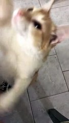 Cat Uses Tiny Paws To Say Please