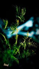 Reel Verse: A Visual Journey through the World's Natural Wonders.#NatureSymphony