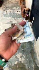 Perritos reciben reprimenda por destrozar billetes
