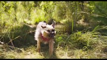 Ruim pra Cachorro Trailer Oficial Dublado