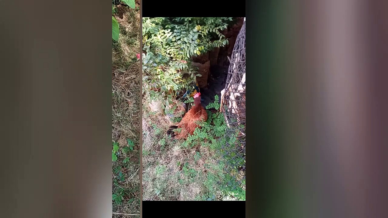Como são  lindas ❤
