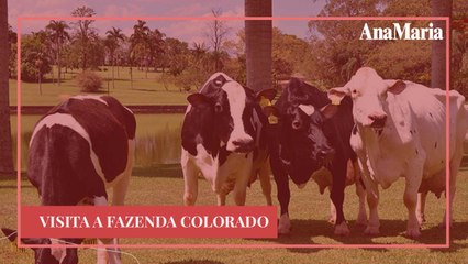 VAQUINHAS NO CARROSSEL E MUITO BEM CUIDADAS: QUAL É O CAMINHO DO LEITE ATÉ A SUA CASA?