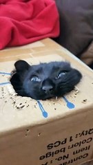 A Baby Stapler Emerges