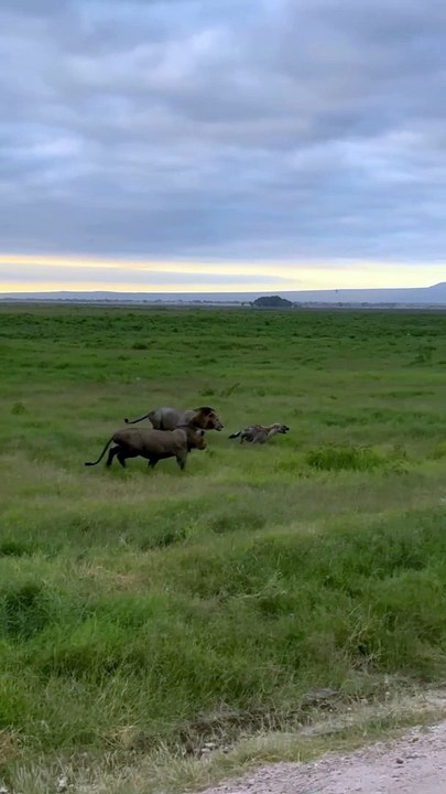 Lions Hunt Down Hyena