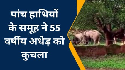 अनूपपुरः पांच हाथियों के समूह ने अधेड़ को कुचला हुई मौत,ग्रामीणों में दहशत का माहौल