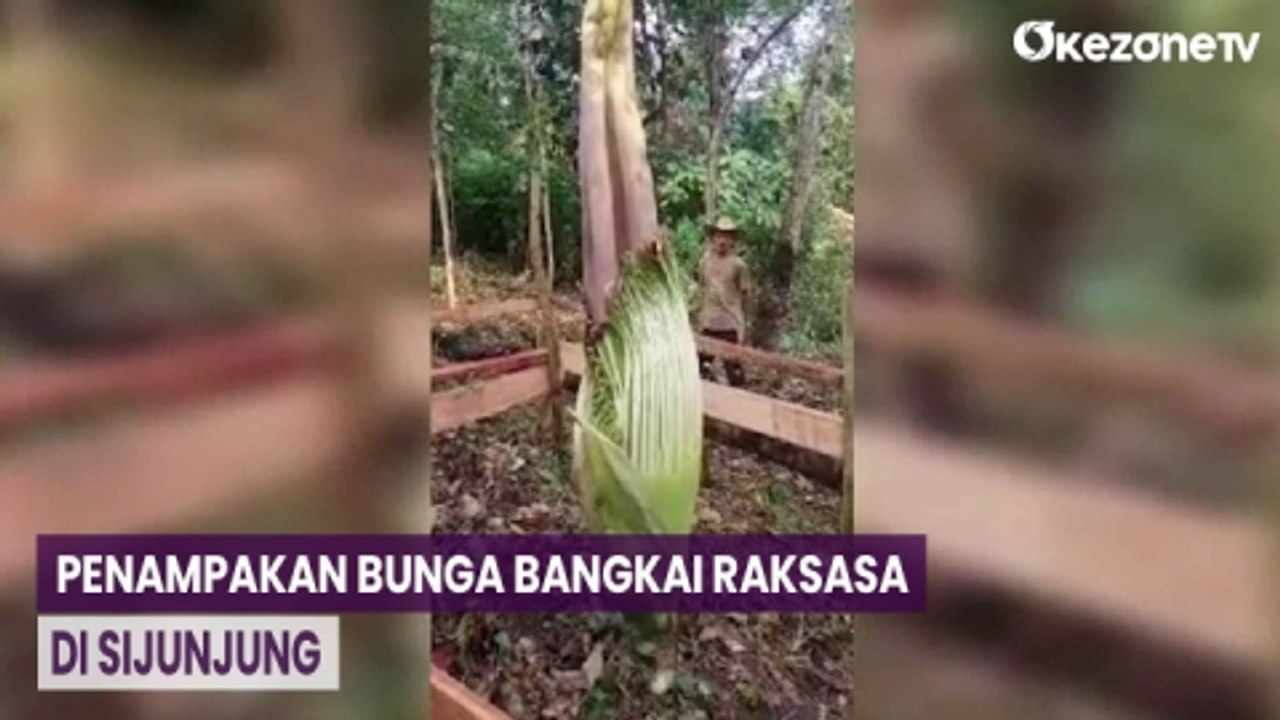 Bunga Bangkai Raksasa Tumbuh di Kebun Warga Sijunjung