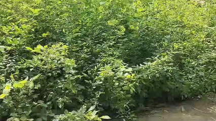 हरियाली को बढ़ावा व पर्यावरण संतुलन के लिए वन भूमि बढ़ाना जरूरी