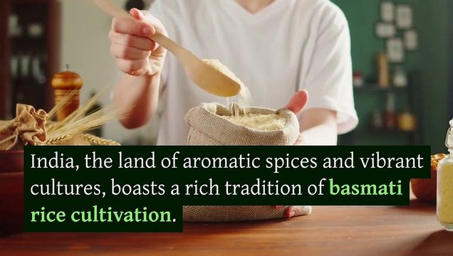 Best Basmati Rice Exporters: Unleashing The Flavors Of Sella Basmati Rice From India