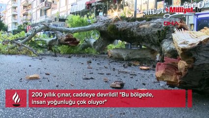 200 yıllık çınar, caddeye devrildi! "Bu bölgede, insan yoğunluğu çok oluyor"
