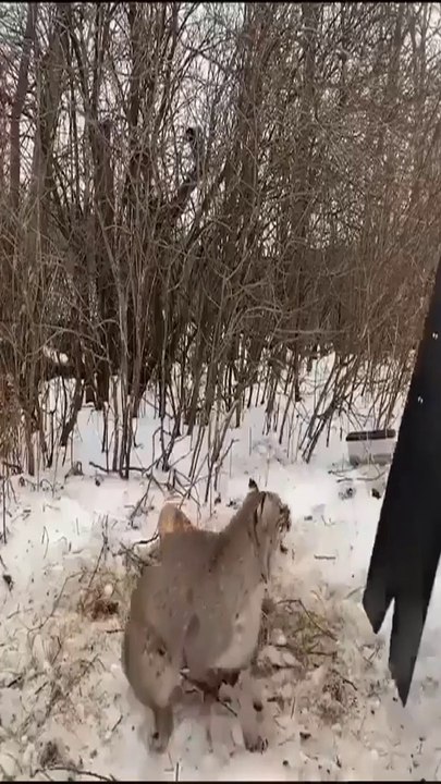 Best Rescue wildlife animals