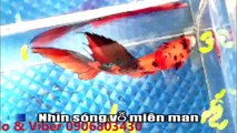 kARAoKE - TÌNH NHƯ LÁ BAY XA (Koi nemo halfmoon)_ngắt lời