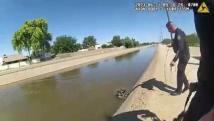 pastor alemão, arizona