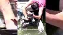 Yutamadığı büyük balığı ağzına alan pelikan, boğulmaktan son anda böyle kurtarıldı