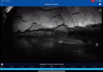 La foca monaca all'Isola di Capraia (video Parco Arcipelago Toscano)