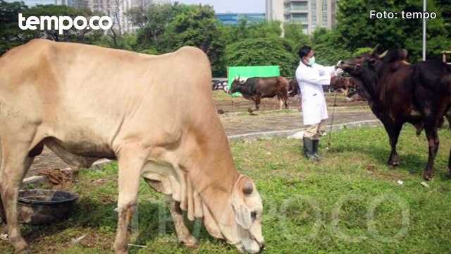 Pedagang Sapi asal Bima NTB Menjerit, Ribuan Sapi Kurban Tak Laku Dilarang Dibawa Pulang