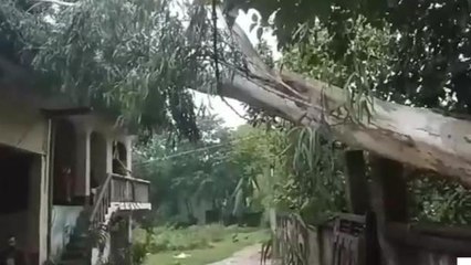 कैमूर: तेज बारिश से घर पर गिरा पेड़, बाल बाल बचे घर के लोग, मकान हुआ क्षतिग्रस्त