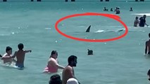 Shark caught on camera swimming among beachgoers