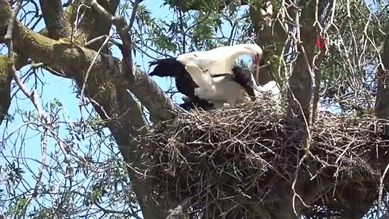 Leylek Ormanı'nda yumurtadan çıkan yavrular uçuşa hazır