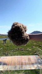 Les incroyables qualités hydrophobes de l'édredon islandais