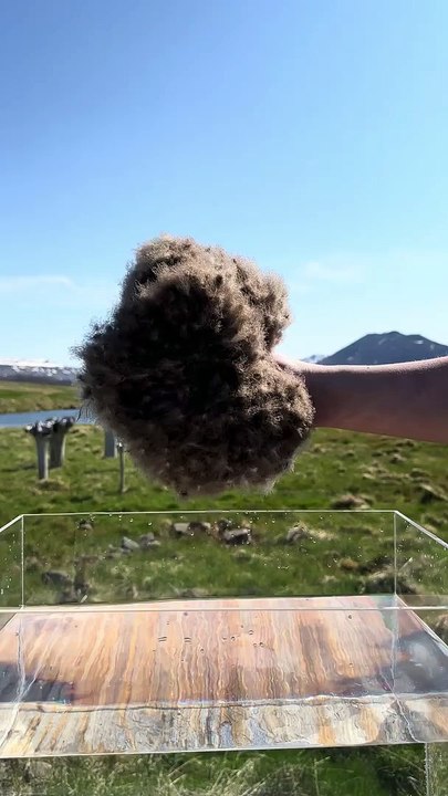 Les incroyables qualités hydrophobes de l'édredon islandais