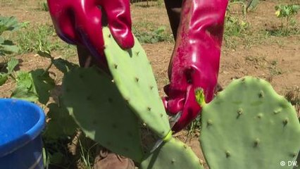 Making the best of a prickly problem