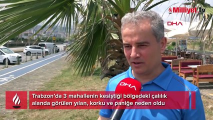 3 mahallede dev yılan paniği! Evlerine giremez oldular