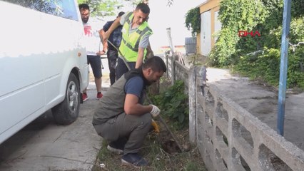 Yaralı sansar korumaya alındı