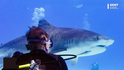 Un requin aperçu aux abords d’une plage, la réaction des nageurs est surprenante