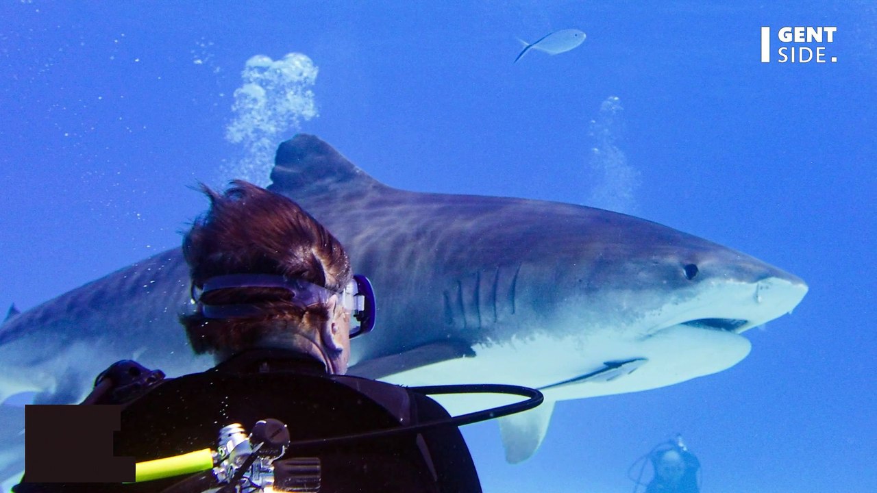 Un requin aperçu aux abords d’une plage, la réaction des nageurs est surprenante
