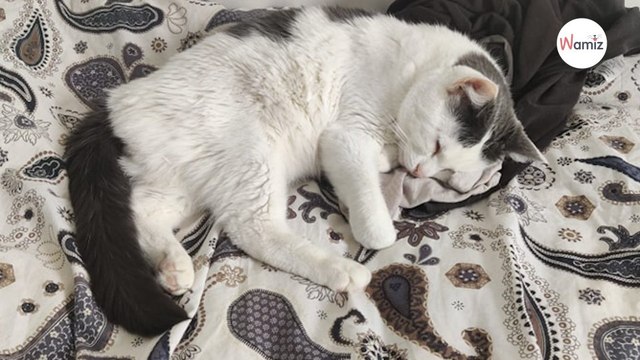 Après 6 ans en famille, ce chat atteint d'un handicap est de retour à l'adoption qui lui offrira un toit pour la vie